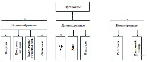 Подтяните знания с репетитором за лето | Тест по биологии (10 класс) по теме: | Образовательная социальная сеть